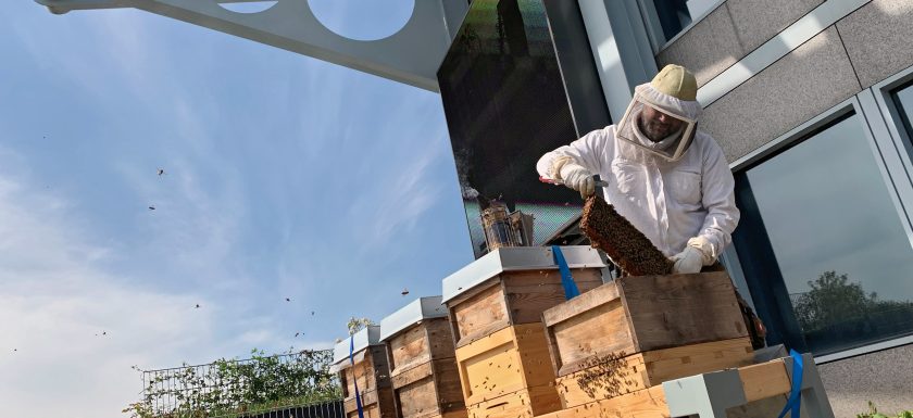 Imker Christian Schlott installiert die Bienenkästen auf dem Dach der Mannheimer Versicherung. Foto: MV AG
